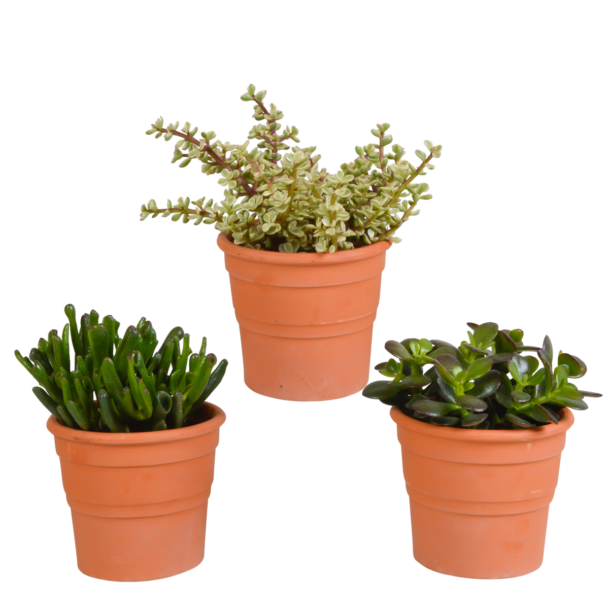 Productafbeelding van Pureplant