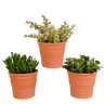 Crassula mix