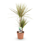 Dracaena Marginata Bicolor, 70-75 cm hoog, detail van het blad