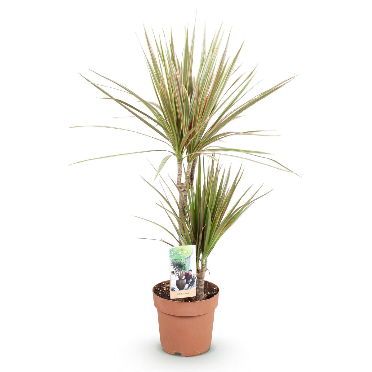 Dracaena Marginata Bicolor, 70-75 cm hoog, detail van het blad