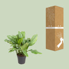 Detailfoto van Aglaonema B.J, Freedman