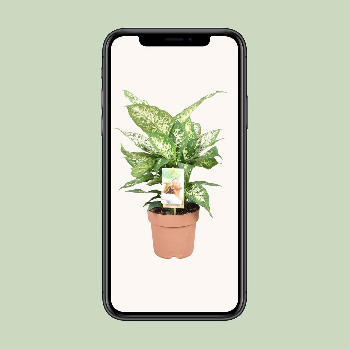 Detailfoto van Dieffenbachia Compacta