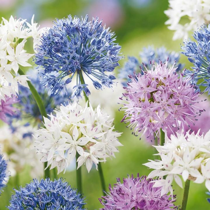 Sierui Allium &