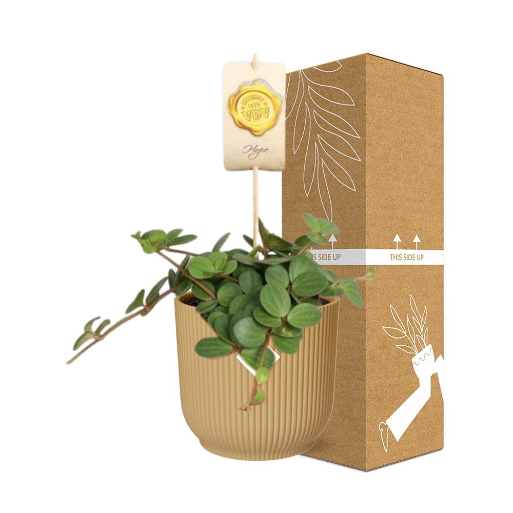 Productafbeelding van Pureplant