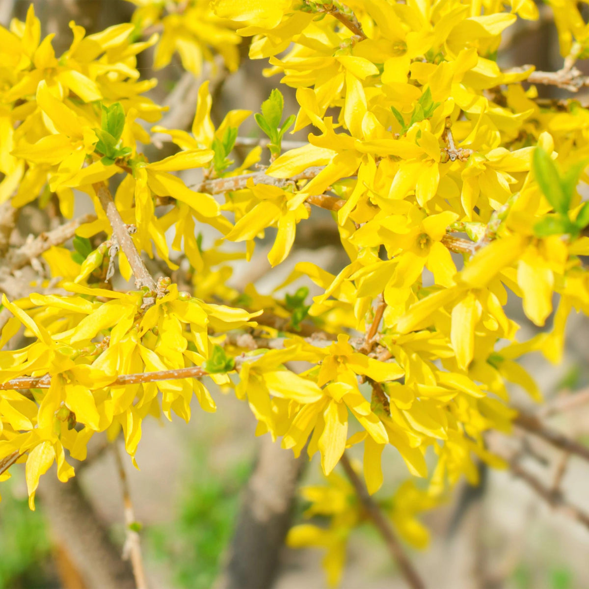 Forsythia intermedia Goldrauch, kenmerkend blad