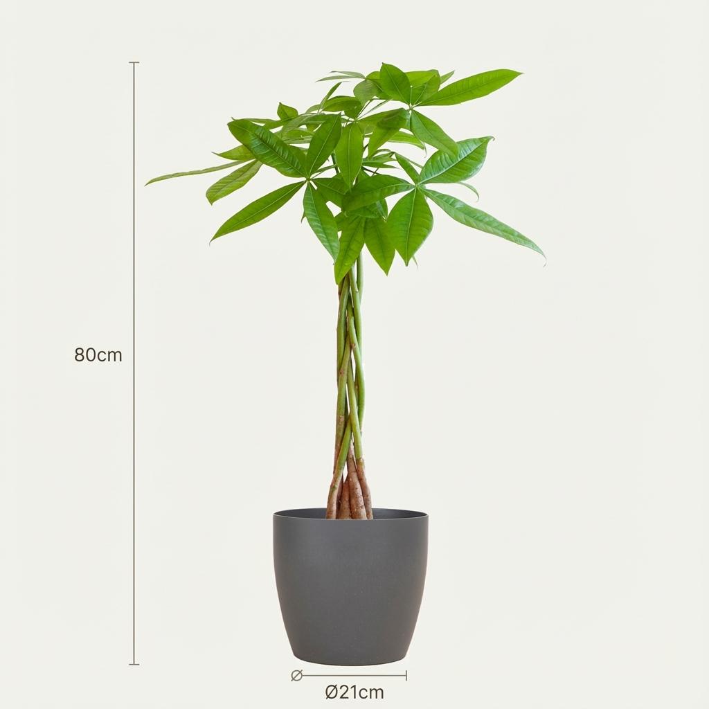 Pachira Aquatica met grijze pot, groene bladeren