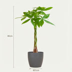 Pachira Aquatica met grijze pot, groene bladeren