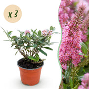 3x Buddleja davidii Butterfly Candy Little Pink