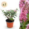 3x Buddleja davidii Butterfly Candy Little Pink