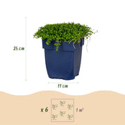 Isotoma fluviatilis - Sterrenbloem - Rotsplanten - Licht Blauw - 6 Planten