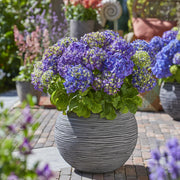 Hortensia Endless Summer Summer Love Purple