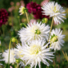 Dahlia 'Playa Blanca', cactusbloem
