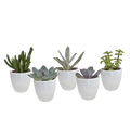 Productfoto van Vetplanten mix