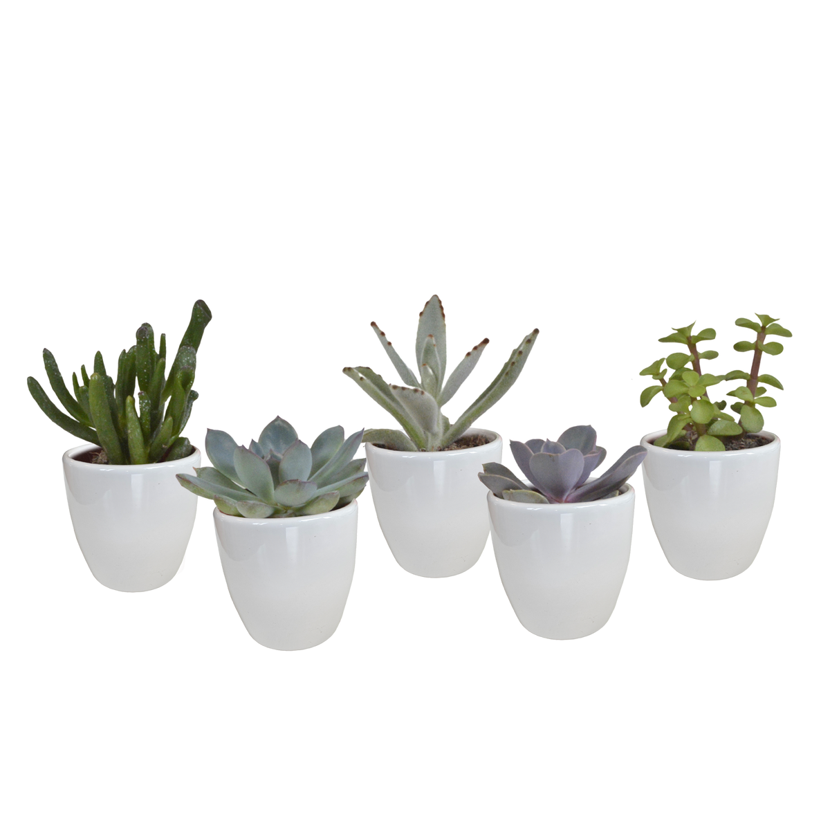 Productfoto van Vetplanten mix