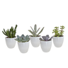 Vetplanten mix