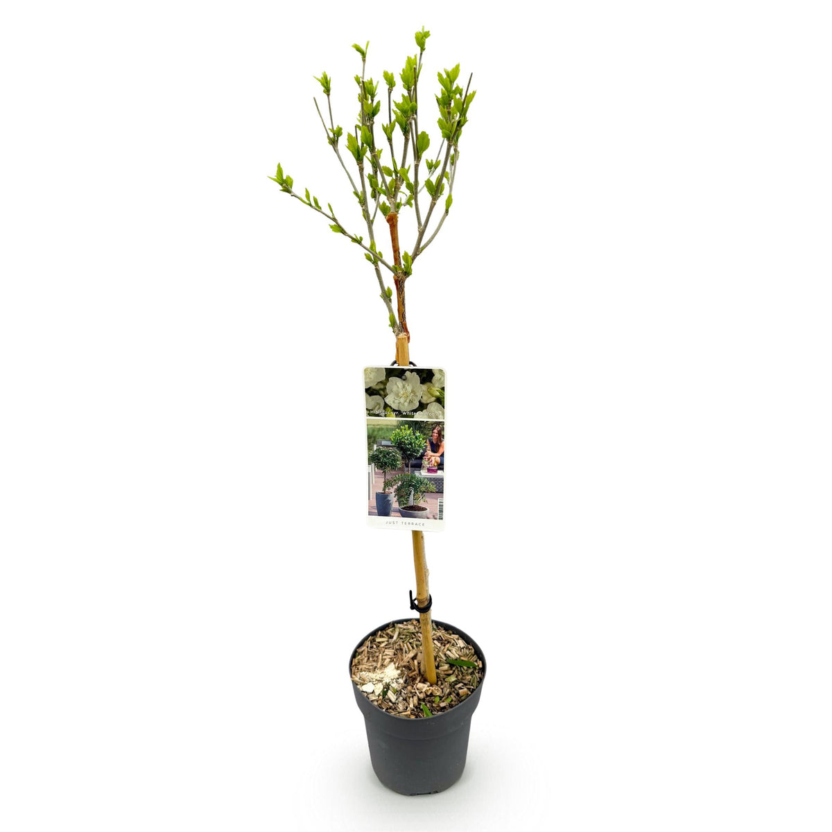 Hibiscus syriacus White Chiffon®, groene bladeren