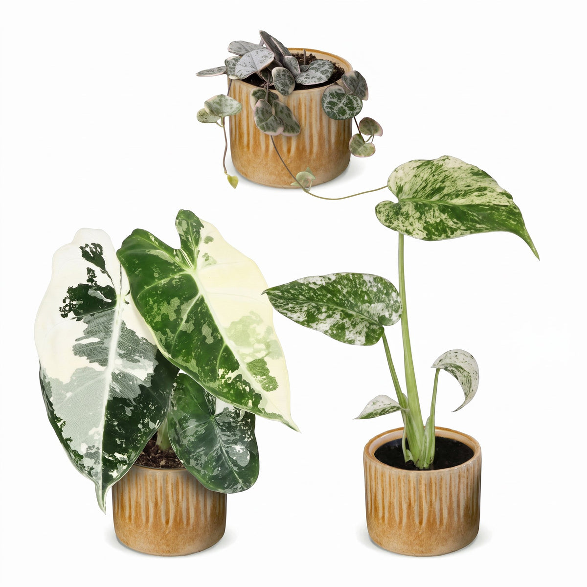 3x Baby Variegata Mix - Diversen - Tropisch - incl. Linnea Honey - Ø6cm - ↕10-15cm, detail van het blad