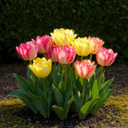 Tulp Foxtrot mix, kenmerkend blad