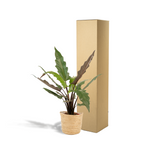 Alocasia Lauterbachiana, 80 cm hoog