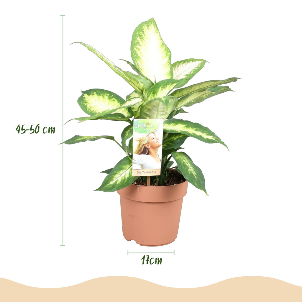 Diefenbachia Camilla, groene bladeren