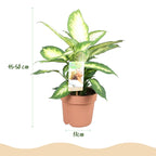 Diefenbachia Camilla, groene bladeren