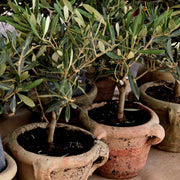 Culvita mediterrane potgrond met RhizoPlus, 40 liter