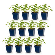 Geranium macrorrhizum &