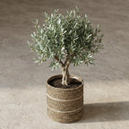 Mand Celestial wit 20 cm, kenmerkend blad