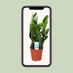 Zamioculcas Zamiifolia, groene bladeren