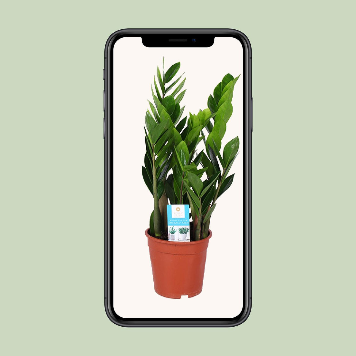 Zamioculcas Zamiifolia, groene bladeren
