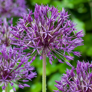 Sierui Allium &