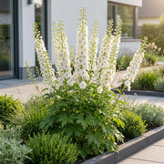 Ridderspoor (P) Galahad, met witte bloemen (12x)