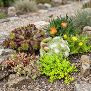12x - Alpine mix - Ø7cm - ↕10-12cm
