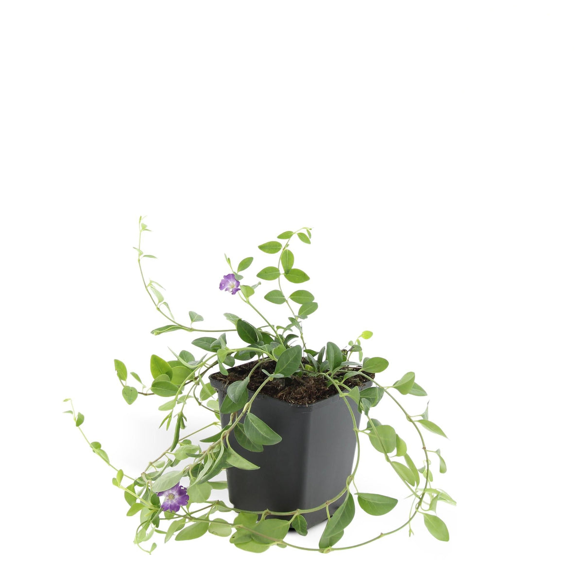 Vinca minor 'Atropurpurea', groene bladeren