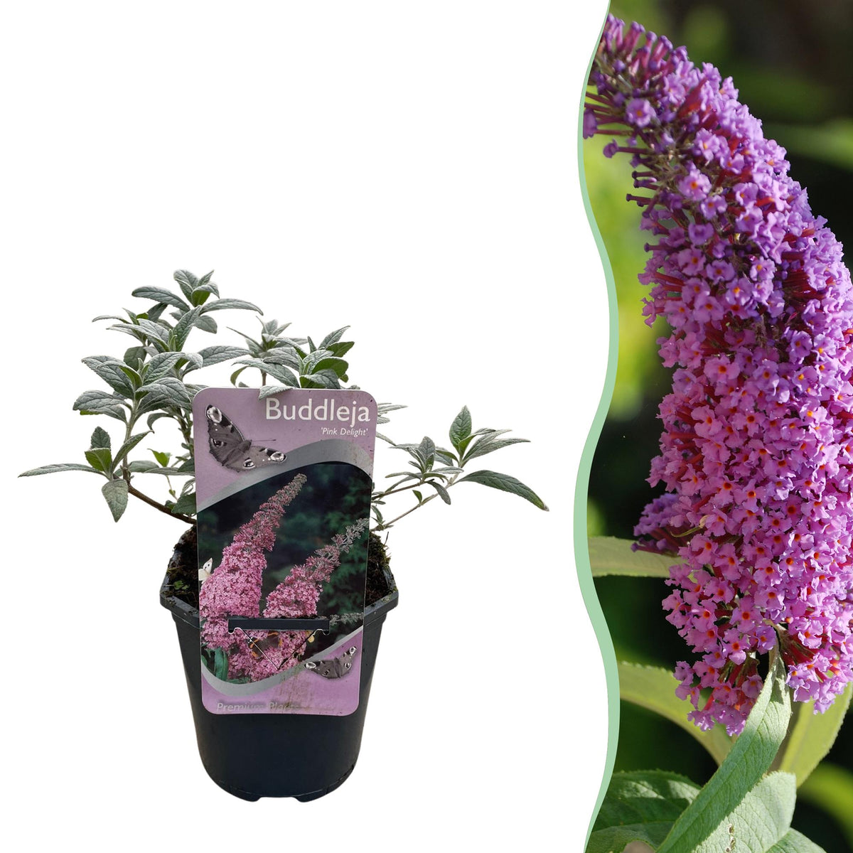 Buddleja davidii Pink Delight, plant in pot