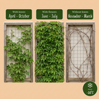 Parthenocissus quinquefolia 'Engelmannii' - wilde wingerd, groene bladeren