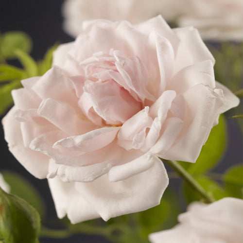 2x Rosa New Dawn - Bloem Licht roze, plant in pot