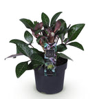 Lenten rose Helleborus lividus Purple Marble, kenmerkend blad