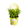 Productafbeelding van Pureplant