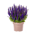 Productafbeelding van Pureplant