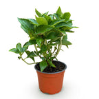 Bolhortensia blauw, heester met blauwe bloembollen, plant in pot