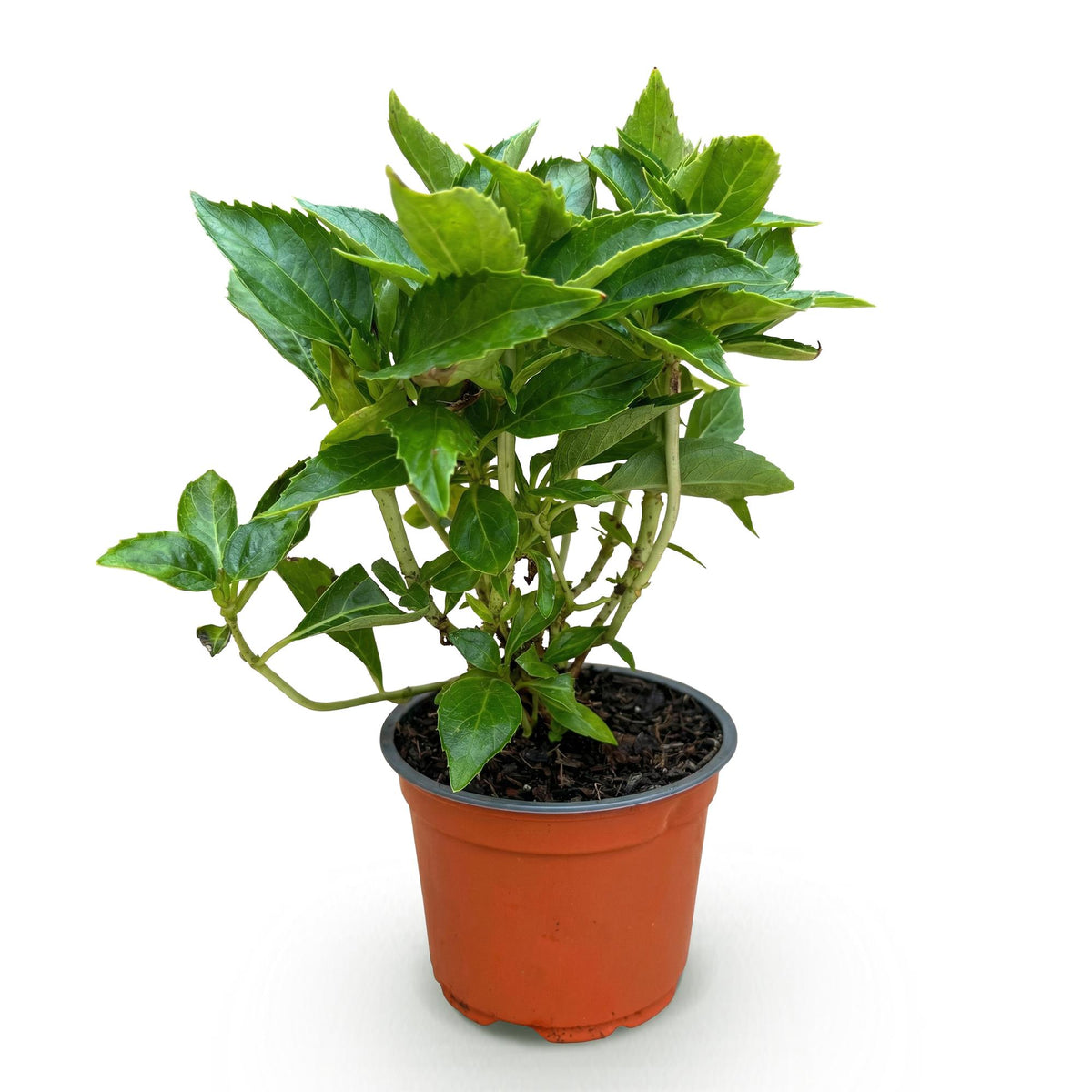 Bolhortensia blauw, heester met blauwe bloembollen, plant in pot