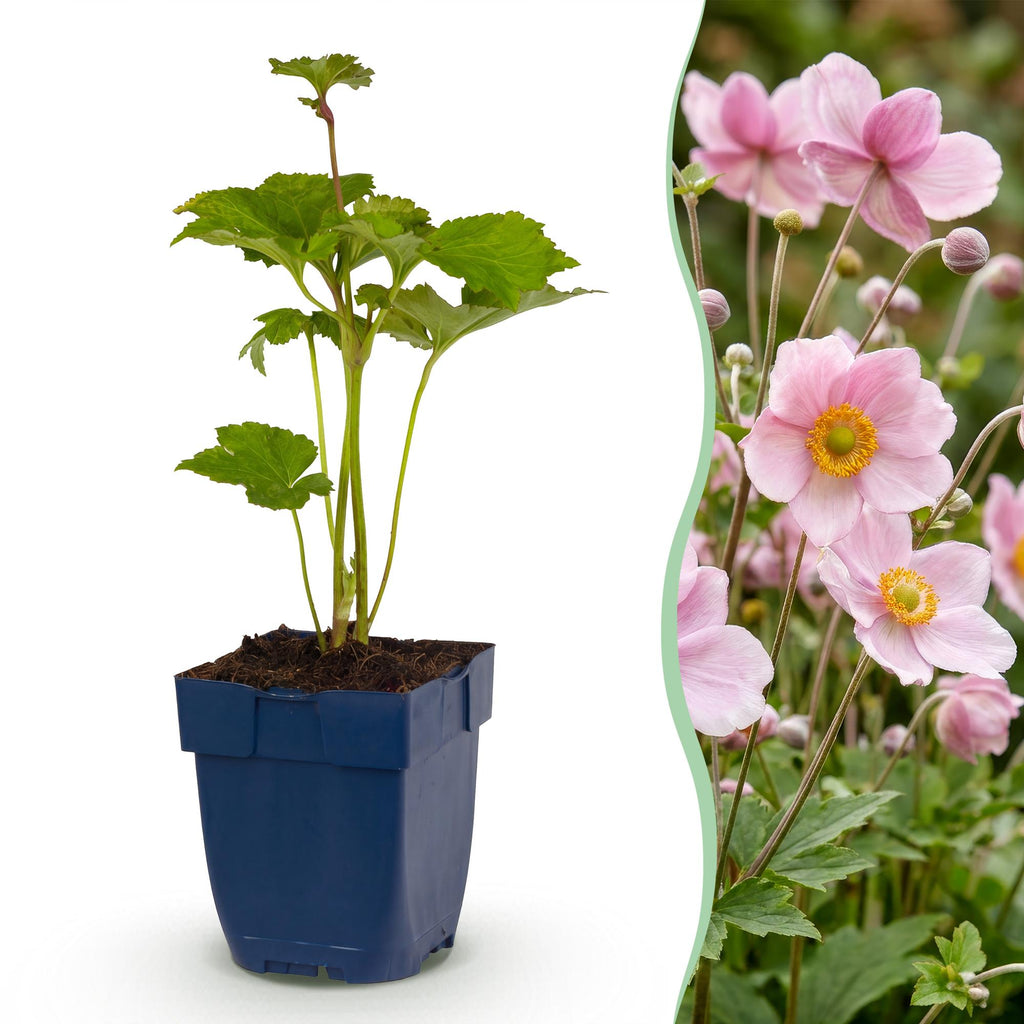 Herfst anemoon hybr. Kön. Charlotte, met roze bloemen, kenmerkend blad
