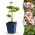 Herfst anemoon hybr. Kön. Charlotte, met roze bloemen, kenmerkend blad