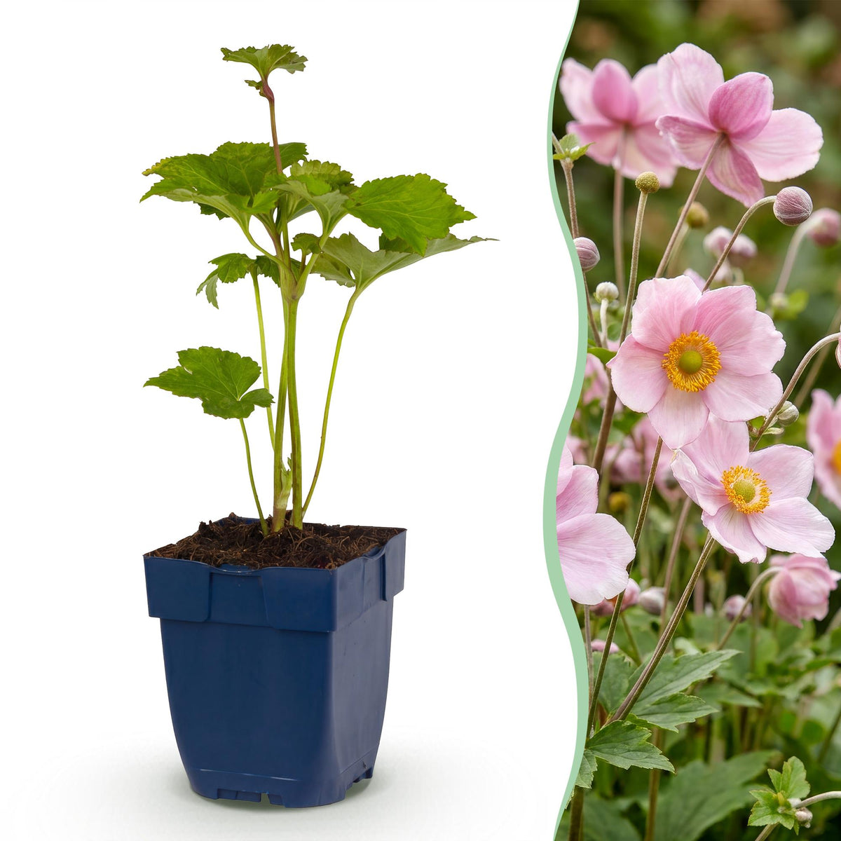 Herfst anemoon hybr. Kön. Charlotte, met roze bloemen, kenmerkend blad
