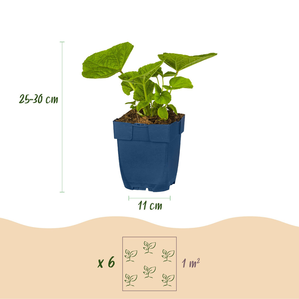 Borderpakket vaste planten, wit, kenmerkend blad