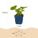 Borderpakket vaste planten, wit, kenmerkend blad