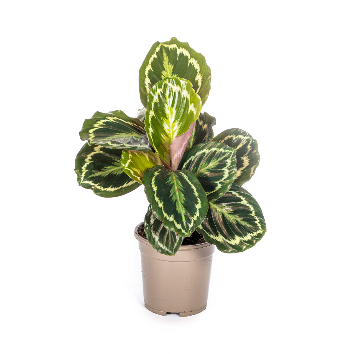 Calathea Medallion, plant in pot