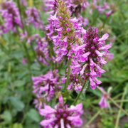 Stachys mon. &