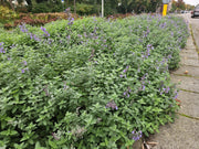 Nepeta &